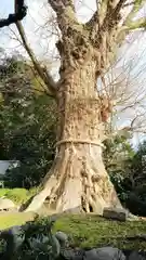 荏柄天神社の自然