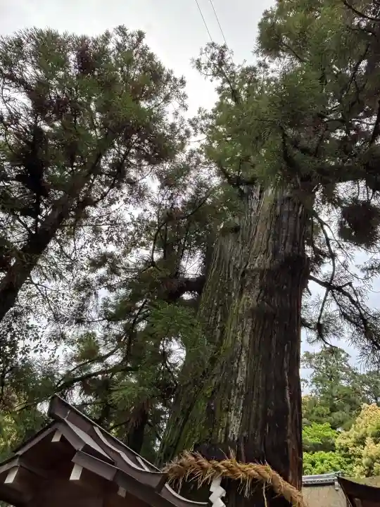 大神神社の{uncategorized: "未分類", other: "その他", undefined: "問題あり", building: "その他建物", grave: "お墓", sacred_gate: "鳥居", guardian: "狛犬", statue: "像", buddha: "仏像", history: "歴史", nature: "自然", garden: "庭園", animal: "動物", pagoda: "塔", temizu: "手水舎", mountain_gate: "山門・神門", sanctuary: "本殿・本堂", subordinate: "末社・摂社", art: "芸術", scenery: "景色", jizo: "地蔵", ema: "絵馬", goshuin: "御朱印", omikuji: "おみくじ", items: "授与品その他", amulet: "お守り", goshuincho: "御朱印帳", eats: "食事", festival: "お祭り", votive_dance: "神楽", shichigosan: "七五三参", wedding: "結婚式", experience: "体験その他", initially: "初詣", around: "周辺", anti_infection: "感染症対策"}