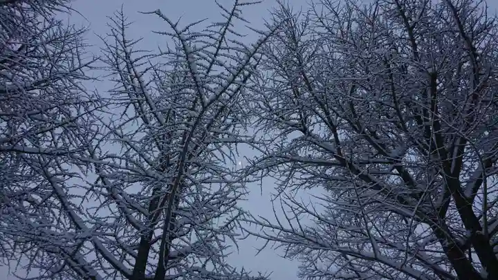 壽徳寺 じゅとくじの自然