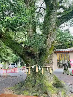 橘神社(長崎県)