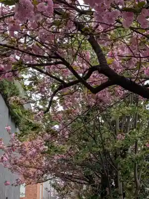 桜神宮(東京都)