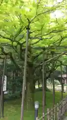 北口本宮冨士浅間神社の庭園