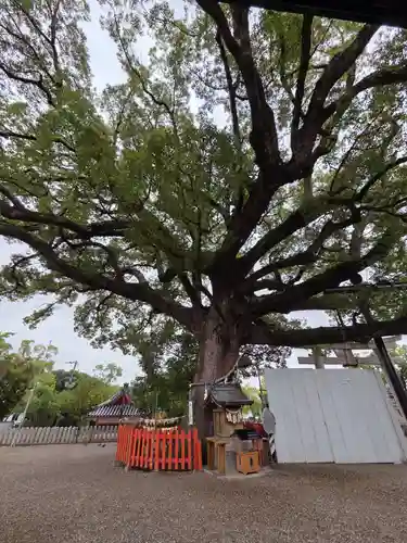 百舌鳥八幡宮(大阪府)