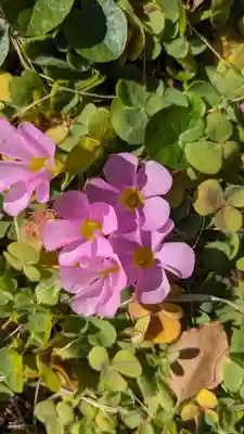 極楽寺(愛知県)