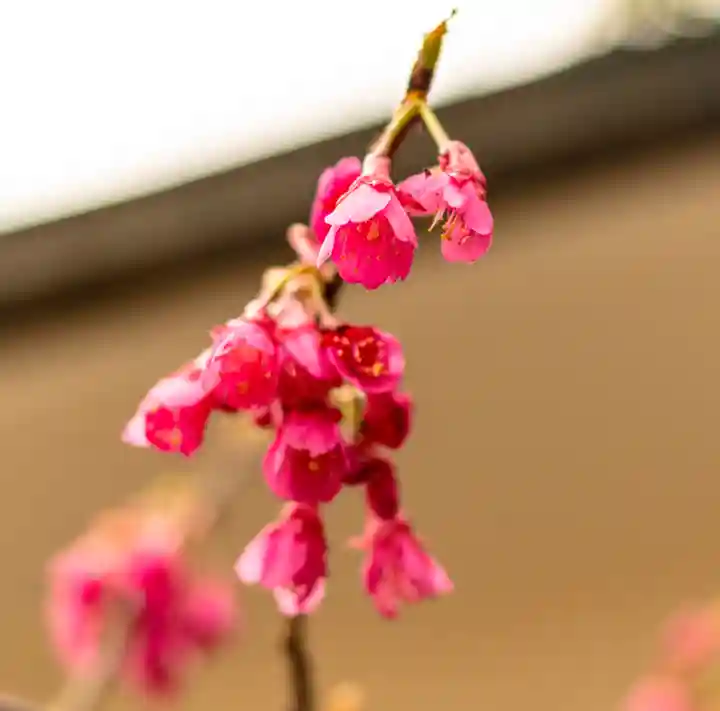 加藤神社(熊本県)
