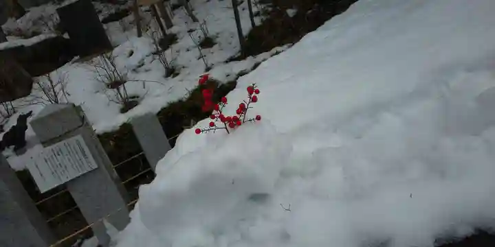 出雲大神宮の自然
