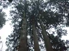 白山比咩神社の自然