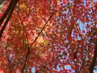 大寧寺(山口県)