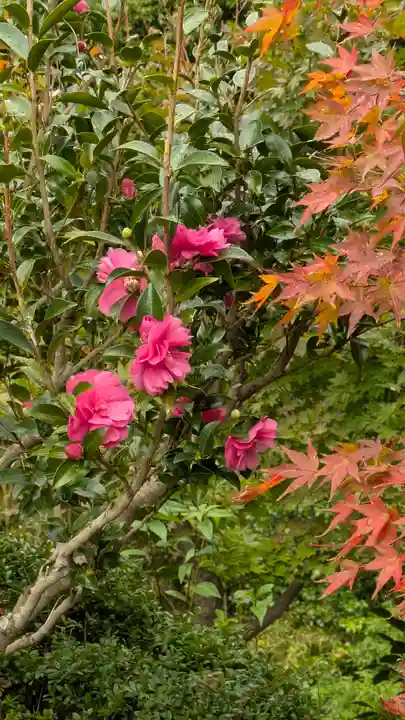 善峯寺(京都府)