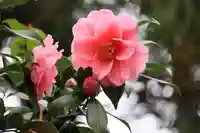 隠津島神社の自然