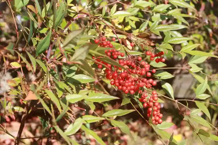 開成山大神宮の庭園