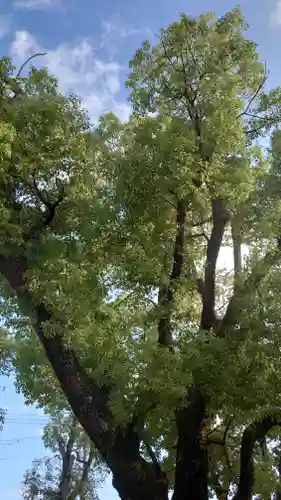 長瀨神社の自然