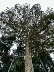 鴨都波神社(奈良県)