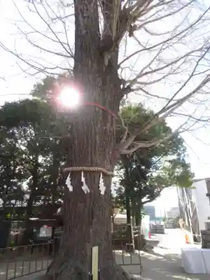 春日部八幡神社(埼玉県)