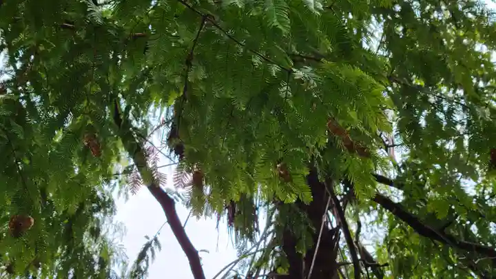 川口神社の自然
