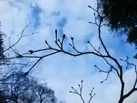 北海道神宮の自然