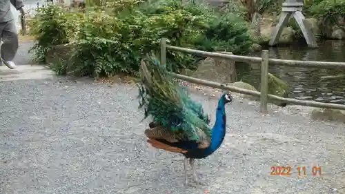 楽法寺（雨引観音）の動物