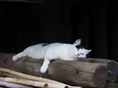 今市報徳二宮神社の動物