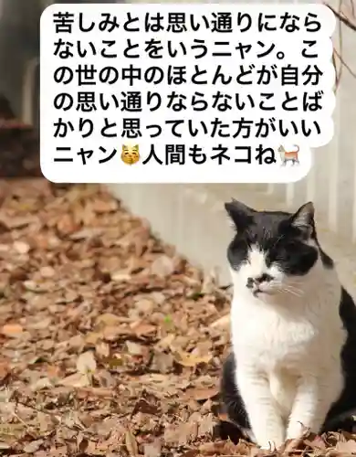 専念寺の御朱印