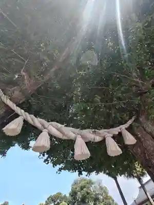 亀ケ池八幡宮(神奈川県)