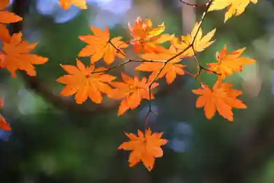 鹿島大神宮の自然