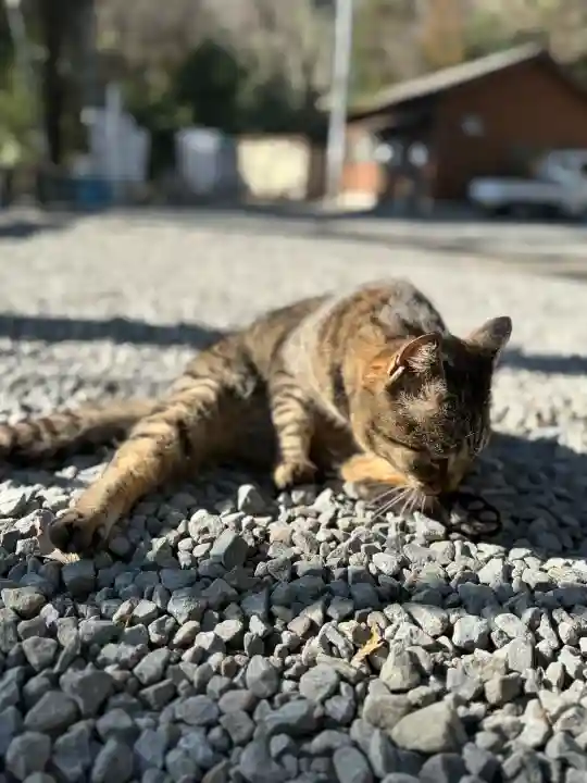 上岩出神社の{uncategorized: "未分類", other: "その他", undefined: "問題あり", building: "その他建物", grave: "お墓", sacred_gate: "鳥居", guardian: "狛犬", statue: "像", buddha: "仏像", history: "歴史", nature: "自然", garden: "庭園", animal: "動物", pagoda: "塔", temizu: "手水舎", mountain_gate: "山門・神門", sanctuary: "本殿・本堂", subordinate: "末社・摂社", art: "芸術", scenery: "景色", jizo: "地蔵", ema: "絵馬", goshuin: "御朱印", omikuji: "おみくじ", items: "授与品その他", amulet: "お守り", goshuincho: "御朱印帳", eats: "食事", festival: "お祭り", votive_dance: "神楽", shichigosan: "七五三参", wedding: "結婚式", experience: "体験その他", initially: "初詣", around: "周辺", anti_infection: "感染症対策"}