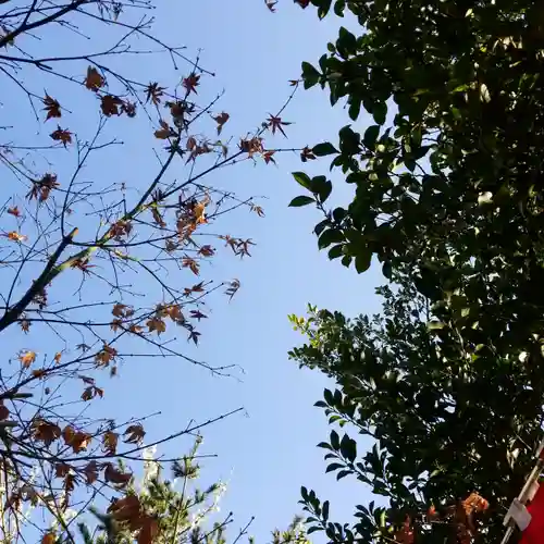 江島杉山神社の自然