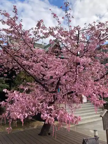 桜神宮の自然