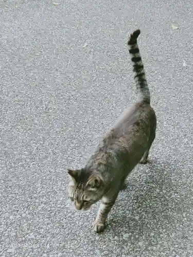 唐澤山神社の動物