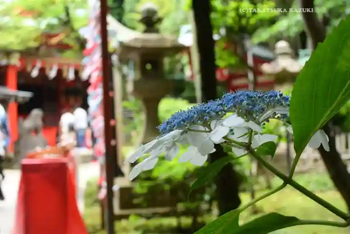 江島神社の自然