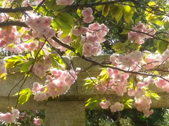 八雲神社(鎌倉・大町)の自然