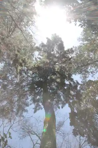 越ヶ谷久伊豆神社(埼玉県)