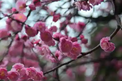 片埜神社(大阪府)