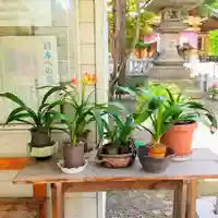 彌彦神社 (伊夜日子神社)の庭園