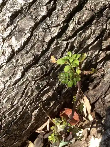 三輪神社の自然