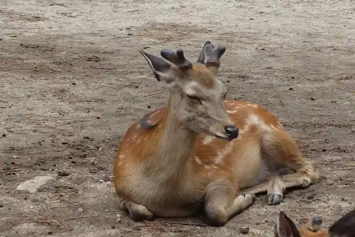 興福寺 南円堂の動物