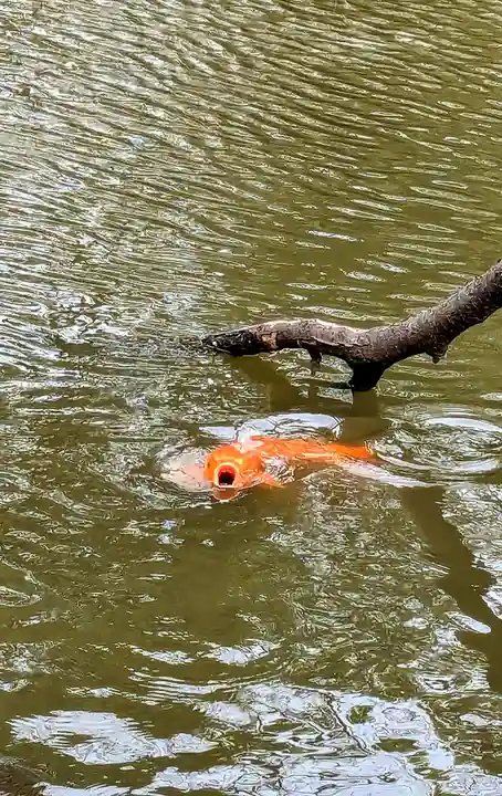 菊田神社の動物