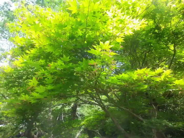 浄光明寺の自然