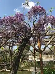 亀戸天神社の庭園