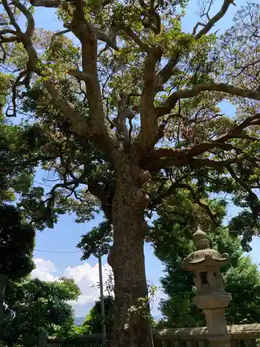 甘縄神明神社（甘縄神明宮）の自然