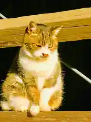 龍ケ崎八坂神社の動物