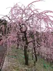 大縣神社の自然