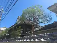 法輪寺 (日蓮宗法音寺京都支院)(京都府)