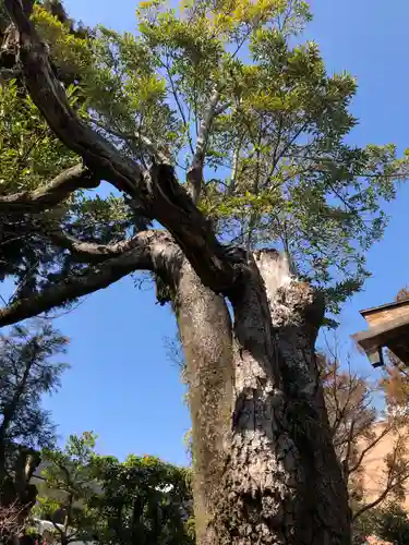 大将軍八神社の自然