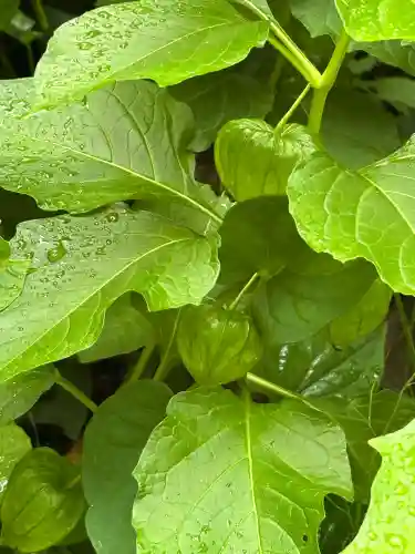 西野神社(北海道)
