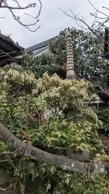 興聖寺(京都府)
