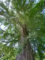 賀羅加波神社の自然