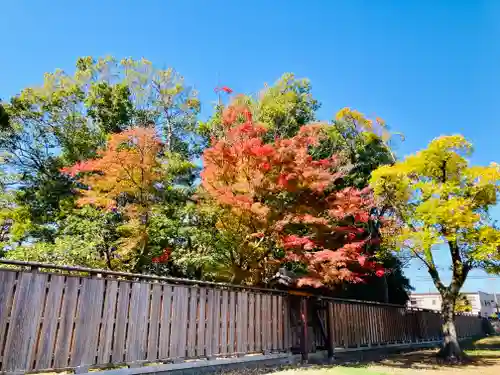 大通寺（長浜御坊）の自然