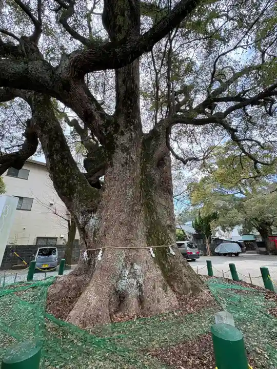 八幡宮の{uncategorized: "未分類", other: "その他", undefined: "問題あり", building: "その他建物", grave: "お墓", sacred_gate: "鳥居", guardian: "狛犬", statue: "像", buddha: "仏像", history: "歴史", nature: "自然", garden: "庭園", animal: "動物", pagoda: "塔", temizu: "手水舎", mountain_gate: "山門・神門", sanctuary: "本殿・本堂", subordinate: "末社・摂社", art: "芸術", scenery: "景色", jizo: "地蔵", ema: "絵馬", goshuin: "御朱印", omikuji: "おみくじ", items: "授与品その他", amulet: "お守り", goshuincho: "御朱印帳", eats: "食事", festival: "お祭り", votive_dance: "神楽", shichigosan: "七五三参", wedding: "結婚式", experience: "体験その他", initially: "初詣", around: "周辺", anti_infection: "感染症対策"}