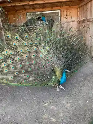 岩槻久伊豆神社(埼玉県)